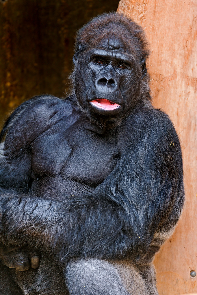 草しか食べないのに、なぜ草食動物はムキムキなのか？
